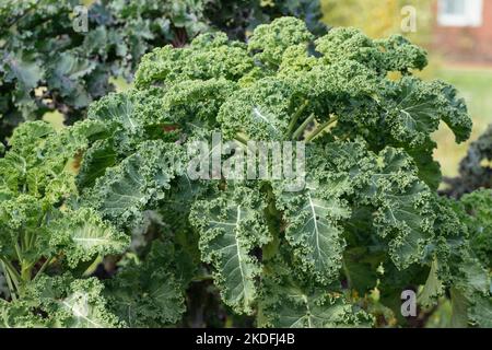 Old Heirloom variété de chou frison oriental (Brassica oleracea var. Sabellica) Banque D'Images