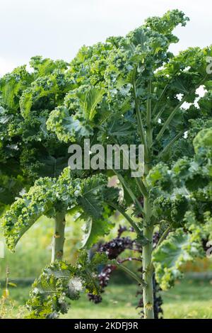 Old Heirloom variété de chou frison oriental (Brassica oleracea var. Sabellica) Banque D'Images