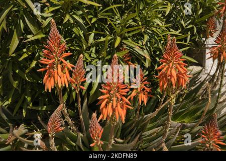 Fleurs d'orange provenant d'une grande plante de vera d'aloès en Croatie Banque D'Images