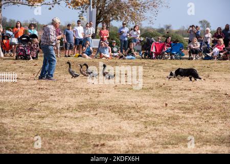 Charleston, Caroline du Sud, États-Unis. 5 novembre 2022. Alors que le festival a été déplacé au bord de l'eau, une foule massive se rassemble pour profiter de jeux, de musique, de danse, et d'autres activités pour célébrer leur héritage écossais. Une parade de groupes suivie de la marche des clans étaient également des favoris de la foule. Banque D'Images