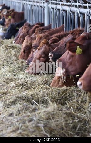 des vaches angus se nourrissant de hey dans une ferme biologique en allemagne Banque D'Images