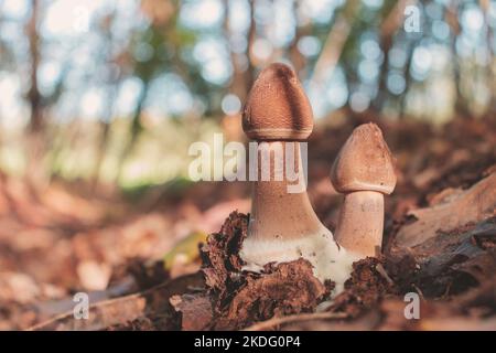 Deux jeunes champignons parasol (Macrolepiota procera) sur un champ. Copier l'espace. Banque D'Images