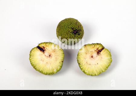 Gros plan des fruits de Maclura pomifera. Orange Osage. Mûrier ou colorant ou fausse orange. La famille des mûriers. Groupe Rosaceae Banque D'Images