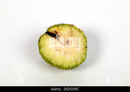 Gros plan des fruits de Maclura pomifera. Orange Osage. Mûrier ou colorant ou fausse orange. La famille des mûriers. Groupe Rosaceae Banque D'Images