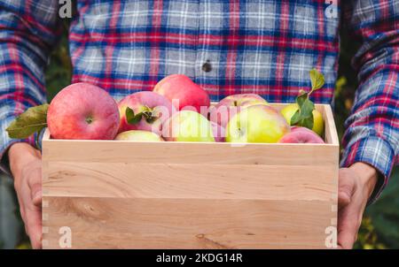 Main de fermier tenant une boîte avec des pommes fraîches mûres bio à la ferme. Mise au point sélective Banque D'Images