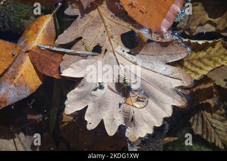 Un hornet jaune commun buvant une gorgée d'une goutte sur une feuille de chêne renflé trempée dans un lac de montagne de Gosh, Arménie Banque D'Images