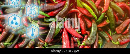 La récolte de piment rouge repose sur une pile. Hautes technologies et innovations dans l'agro-industrie. Étudier la qualité du sol et de la récolte. Mise au point sélective Banque D'Images