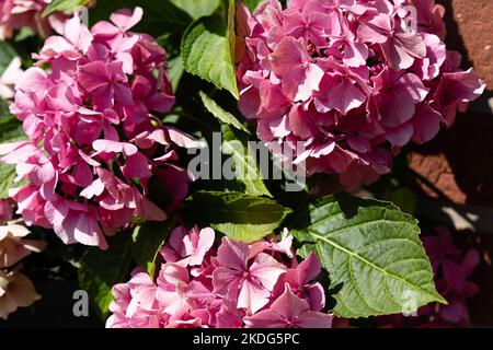 Le romantique hortensia fleur Hydrangea Banque D'Images