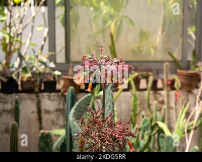 Plante connue comme Bryophyllum delagoense et communément appelée mère de millions ou plante chandelier (Kalanchoe delagoensis) dans un jardin Banque D'Images