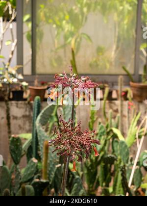 Plante connue comme Bryophyllum delagoense et communément appelée mère de millions ou plante chandelier (Kalanchoe delagoensis) dans un jardin Banque D'Images