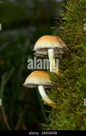 Trois champignons Tuft conifères poussant sur un arbre mort recouvert de mousse Banque D'Images