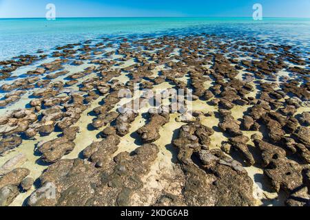 plage de corail en sharkbay Banque D'Images