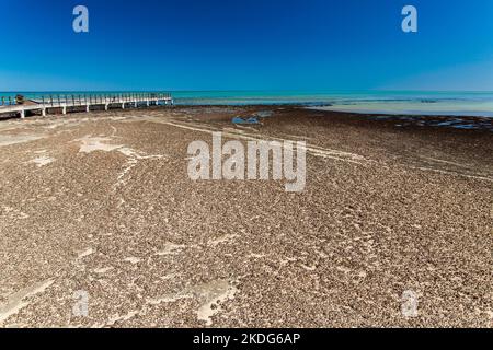 plage de corail en sharkbay Banque D'Images