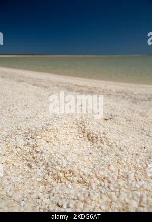 plage de coquillages en sharkbay Banque D'Images