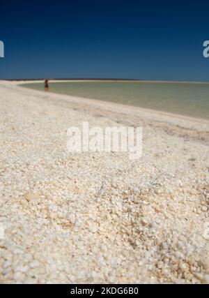 plage de coquillages en sharkbay Banque D'Images