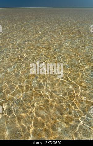 plage de coquillages en sharkbay Banque D'Images