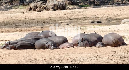 Les hippopotames passent beaucoup de temps à se prélasser au soleil quand il n'est pas trop chaud. Cela permet de maintenir la température du corps et d'économiser de l'énergie. Banque D'Images