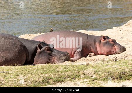 Les hippopotames passent beaucoup de temps à se prélasser au soleil quand il n'est pas trop chaud. Cela permet de maintenir la température du corps et d'économiser de l'énergie. Banque D'Images