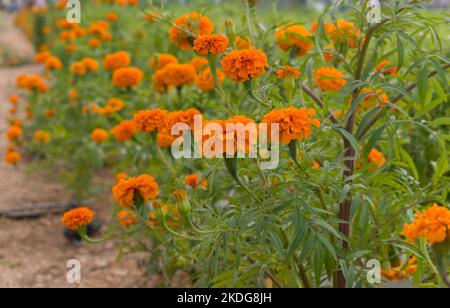 Belles fleurs marigolées, fleuries dans le jardin avec une attention sélective. Banque D'Images