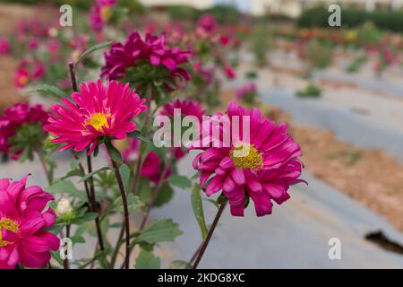 Gros plan de la belle fleur d'Aster Banque D'Images