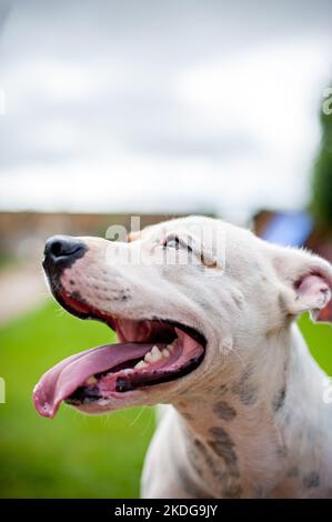 Un taureau terrier du Staffordshire attend un ballon obéissant jusqu'à ce qu'il lance le Royaume-Uni Banque D'Images