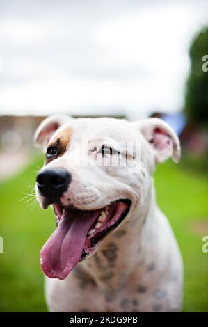 Un taureau terrier du Staffordshire attend un ballon obéissant jusqu'à ce qu'il lance le Royaume-Uni Banque D'Images