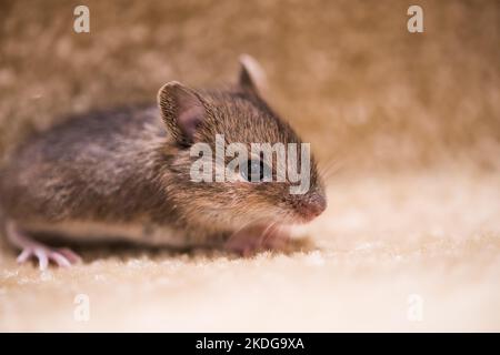 Une souris vieille de quelques jours traverse des escaliers de tapis regardant la caméra dans une maison au Royaume-Uni Banque D'Images