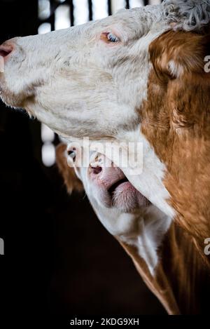 Vaches se préparant les unes les autres vaches brunes et blanches dans un hangar de vache léchant Banque D'Images