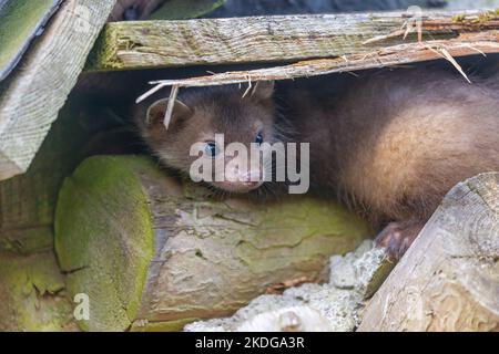 Couvert de la jolie jeune marten dehors Banque D'Images