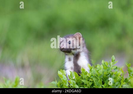 Une jeune martre mignonne pose dans des plantes vertes à l'extérieur. Horizontalement. Banque D'Images