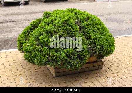 Thuja buissons et carreaux jaunes. Forme de goutte de thuja nain, arborvitae. Écologisation de la ville, atterrissage ordinaire, élément de conception de paysage, gros plan, vue de face Banque D'Images