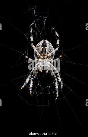 Garden Spider Cross Spider Araneus diadematus isolé sur fond noir Uni Banque D'Images