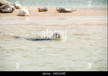 Phoque gris nageant dans l'océan près de Blakeney point Banque D'Images