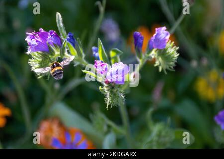 Bumblebee collectant le nectar de jolies fleurs bleues et roses de Bugloss Echium vulgare de Viper Banque D'Images