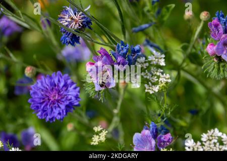 Bumblebee collectant le nectar de jolies fleurs bleues et roses de Bugloss Echium vulgare de Viper Banque D'Images