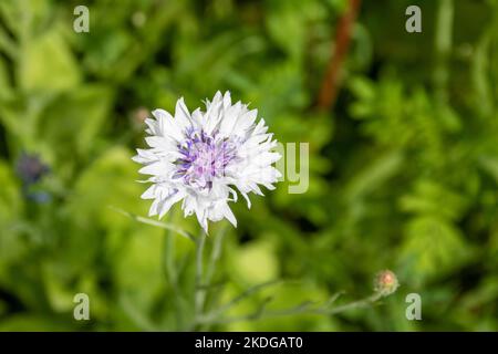 jolie fleur blanche avec un centre violet de la fleur de maïs également connu sous le nom de bouton de baccalauréat sur un fond de fleurs sauvages floues Banque D'Images