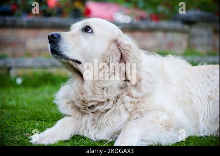 Labrador Retriever de couleur dorée attend que son bâton soit jeté pendant l'été au Royaume-Uni isolé contre une prairie Banque D'Images