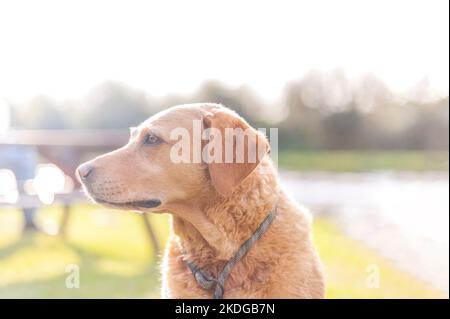 Labrador Retriever de couleur dorée attend que son bâton soit jeté pendant l'été au Royaume-Uni isolé contre une prairie Banque D'Images