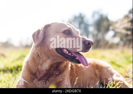 Labrador Retriever de couleur dorée attend que son bâton soit jeté pendant l'été au Royaume-Uni isolé contre une prairie Banque D'Images