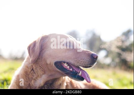 Labrador Retriever de couleur dorée attend que son bâton soit jeté pendant l'été au Royaume-Uni isolé contre une prairie Banque D'Images