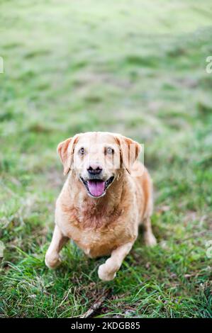 Labrador Retriever de couleur dorée attend que son bâton soit jeté pendant l'été au Royaume-Uni isolé contre une prairie Banque D'Images