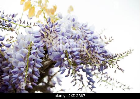 Magnifique plan macros de fleurs de wisteria violettes et lilas isolées sur un fond blanc Banque D'Images