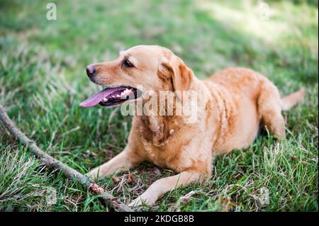 Labrador Retriever de couleur dorée attend que son bâton soit jeté pendant l'été au Royaume-Uni isolé contre une prairie Banque D'Images