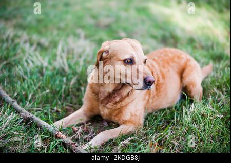 Labrador Retriever de couleur dorée attend que son bâton soit jeté pendant l'été au Royaume-Uni isolé contre une prairie Banque D'Images