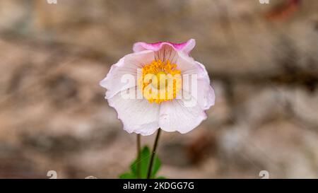 Foyer sélectif des fleurs roses en fleurs dans le jardin, Anemone hupehensis, connu sous le nom d'anémone chinoise ou japonaise, a des couleurs différentes. Banque D'Images