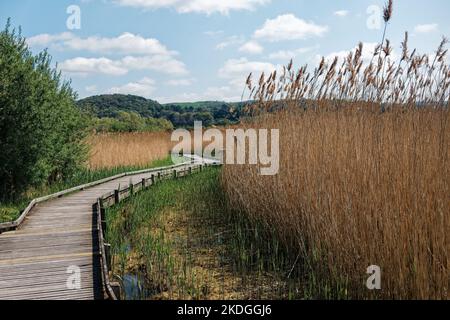 Un chemin à travers les reedbeds de Conwy Marshes, au nord du pays de Galles, au Royaume-Uni, Banque D'Images