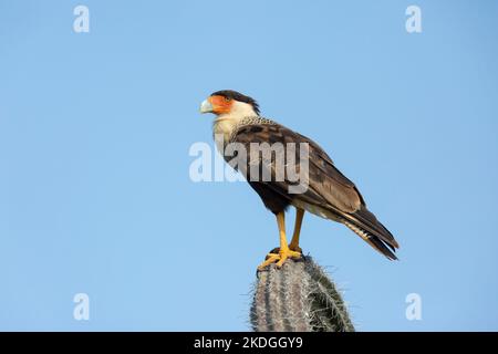 Caracara à crête Caracara chériway, adulte perchée sur des cactus, parc national de Washington-Slagbaai, Bonaire, août Banque D'Images