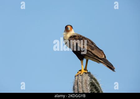 Caracara à crête Caracara chériway, adulte perchée sur des cactus, parc national de Washington-Slagbaai, Bonaire, août Banque D'Images