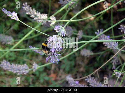 Bumblebee collectant du pollen sur des plantes de lavande en août soleil Banque D'Images