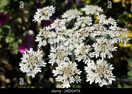 Un spray de fleurs blanches délicates sur le persil de vache indigène commun ( Anthriscus sylvestris) Banque D'Images